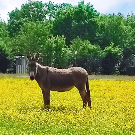 אתר קמפינג Mobil-home Avec Terrasse - 6 Pers. - Api-1-52-2013 *