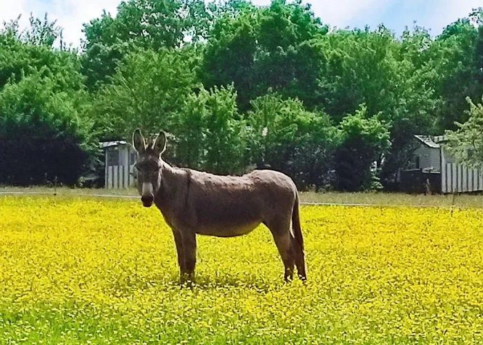 אתר קמפינג Mobil-home Avec Terrasse - 6 Pers. - Api-1-52-2013 *